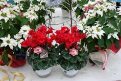 大人気！クリスマスプレゼント