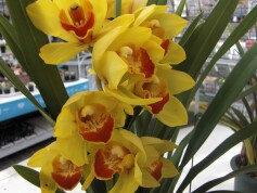 シンビジューム