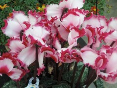 シクラメン‘ヴェスタ’