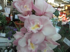 年内　本日まで営業中！