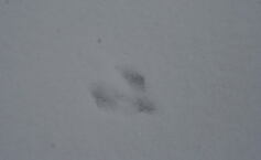 駆け足で・・・