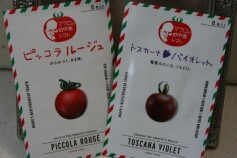 マウロの地中海トマトの種