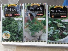 ハーブの種が入荷しました！