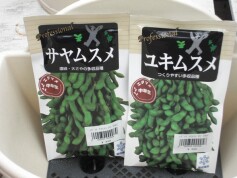 エダマメの種です。