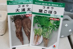 ゴボウ