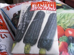 黒もちとうもろこしの種