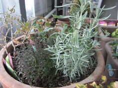 見つけました。