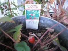 また見つけました。