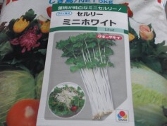 ‘ミニホワイト’