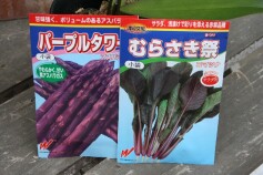 紫色の野菜