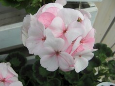 移り色ゼラニューム