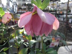 クリスマスローズ