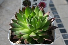 センペルビウム