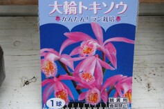 タイリントキソウ