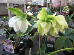 クリスマスローズ