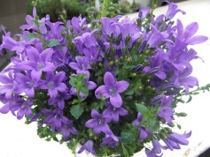 カンパニュラ‘オーシャン’