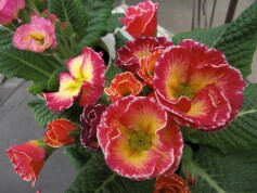 プリムラジュリアン