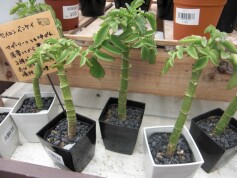 セイロンベンケイ