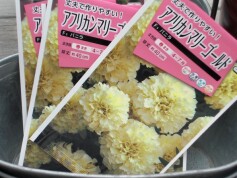 アフリカンマリーゴールド　Ｆ1バニラ