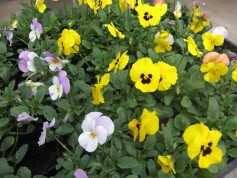 ビオラ、パンジー