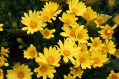 きらきら！キララ