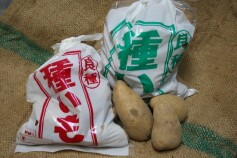 種イモ（ジャガイモ）本日より販売！