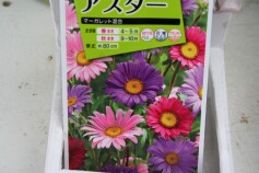 アスター
