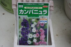 カンパニュラ‘カップアンドソーサー’