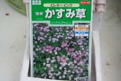 かすみ草