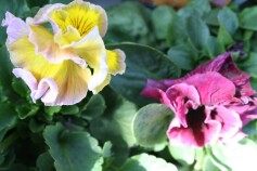 フリフリ パンジー