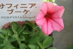 サフィ二ア ブーケ