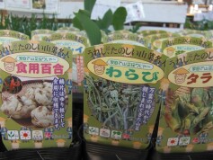 家庭で山菜採り