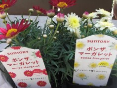 ボンザ®マーガレット
