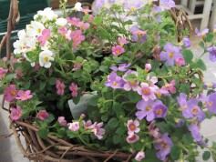 ブライダルステラ