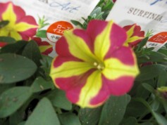 サフィニア®アート