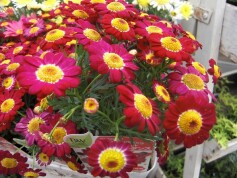 マーガレット・フェアリーダンス