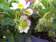 次郎三郎四郎のいちご苗シリーズ