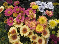 オステオスペルマム　ダブルファン