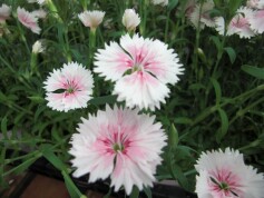 宿根ナデシコ‘プチうらら’