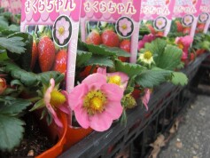 四季なりイチゴ‘さくらちゃん’