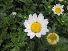 クリサンセマム