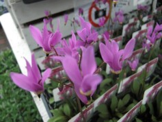 宿根草‘ドデカセオンシューティングスター’