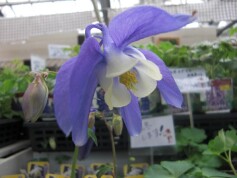 ミヤマオダマキ