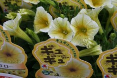 ペチュニア　ギュギュ®シリーズ