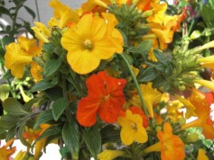 オレンジマーマレード