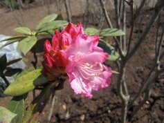 セイヨウシャクナゲ