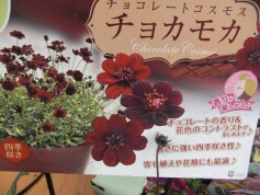 チョコレートコスモス‘チョカモカ’