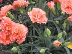 ポットカーネーション‘オレンジジェラート’