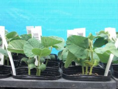 エダマメの苗‘サッポロミドリ’