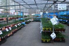 特設野菜苗売場　本日オープン